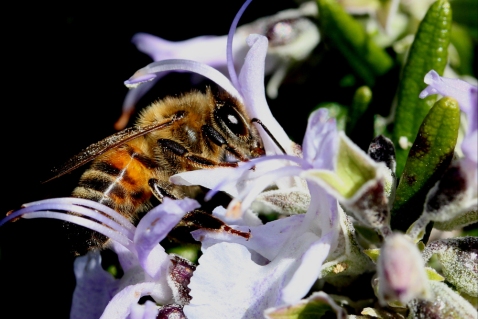 A bee collecting nectar from a flower
